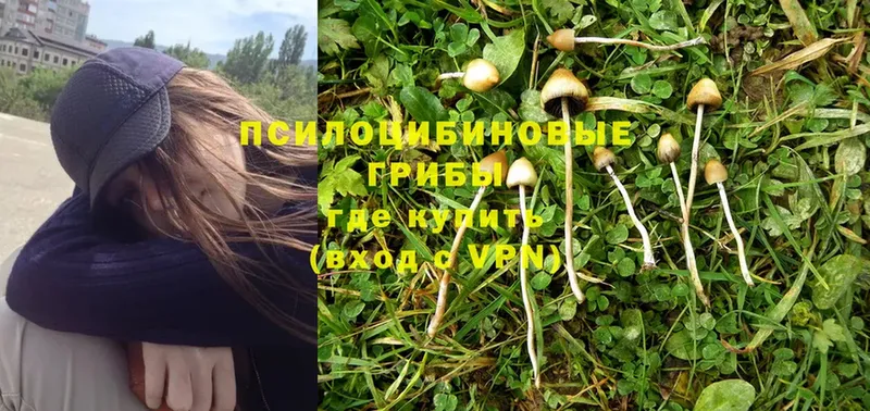 мега рабочий сайт  Кувшиново  Псилоцибиновые грибы Psilocybine cubensis 